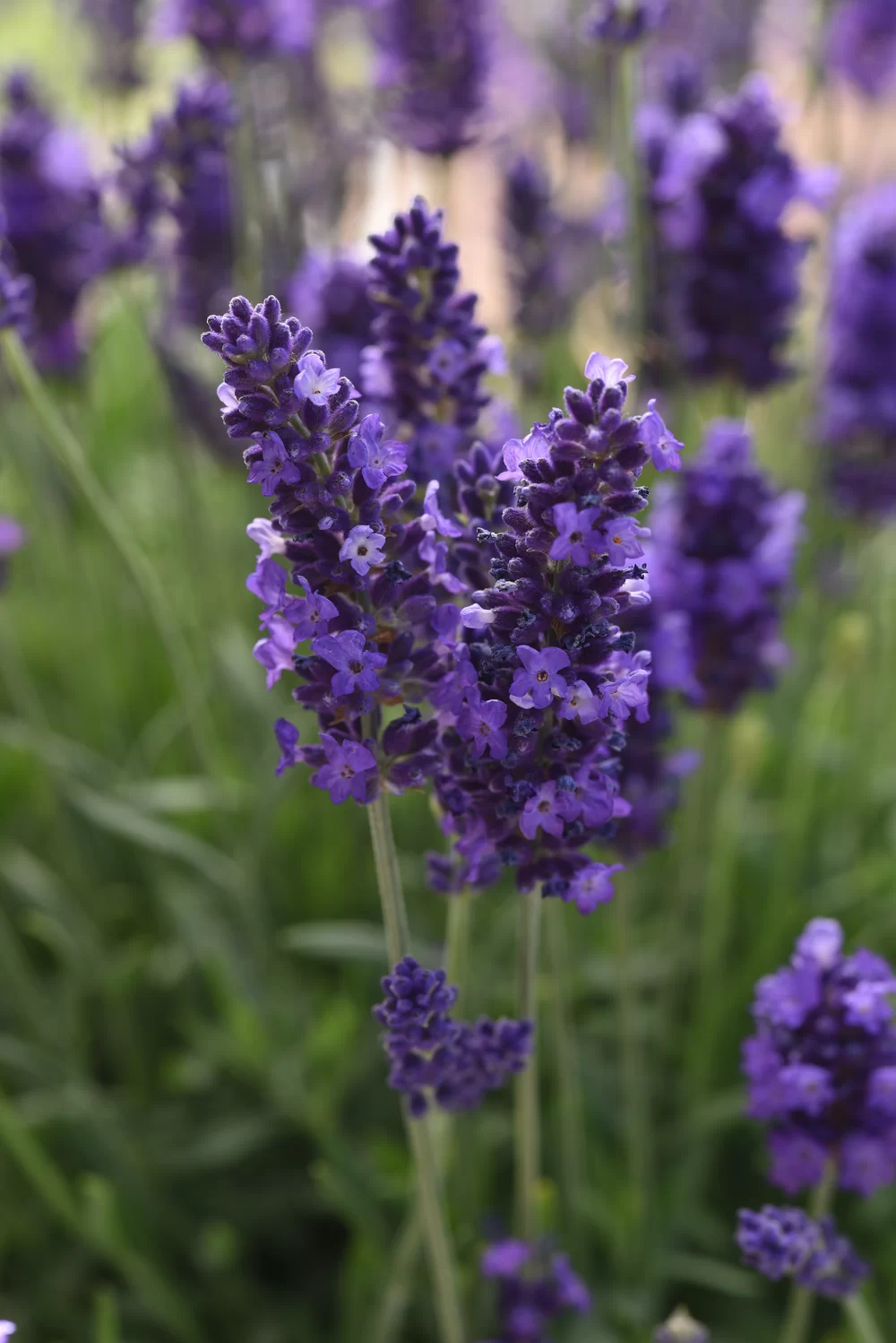 Lavandula angustifolia Spear Blue (Winter EL)