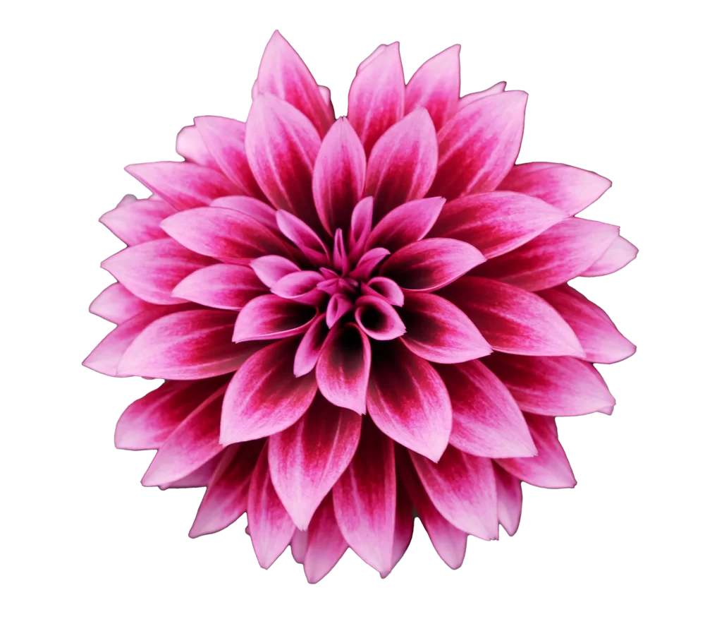 Dahlia coccinea - Gardenetta® - Velvet Crush