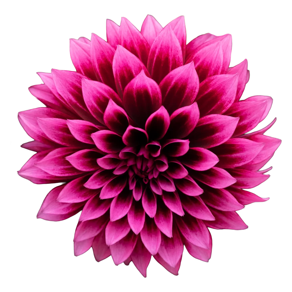 Dahlia coccinea Maxi Noir Velvet Crush