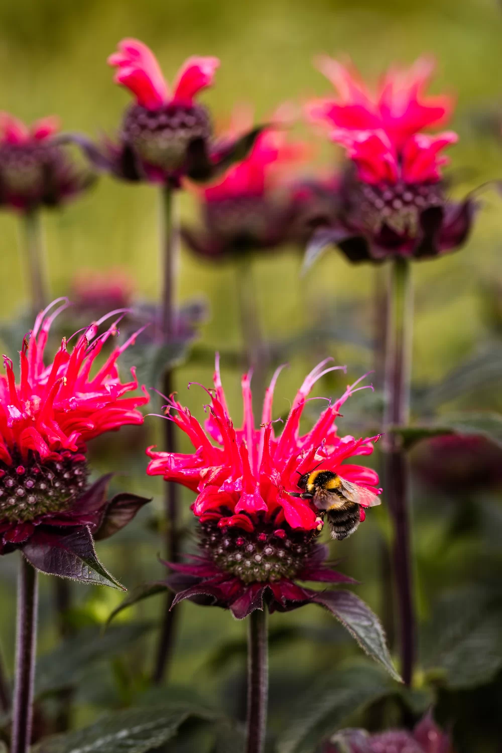 Monarda didyma Superwings Red