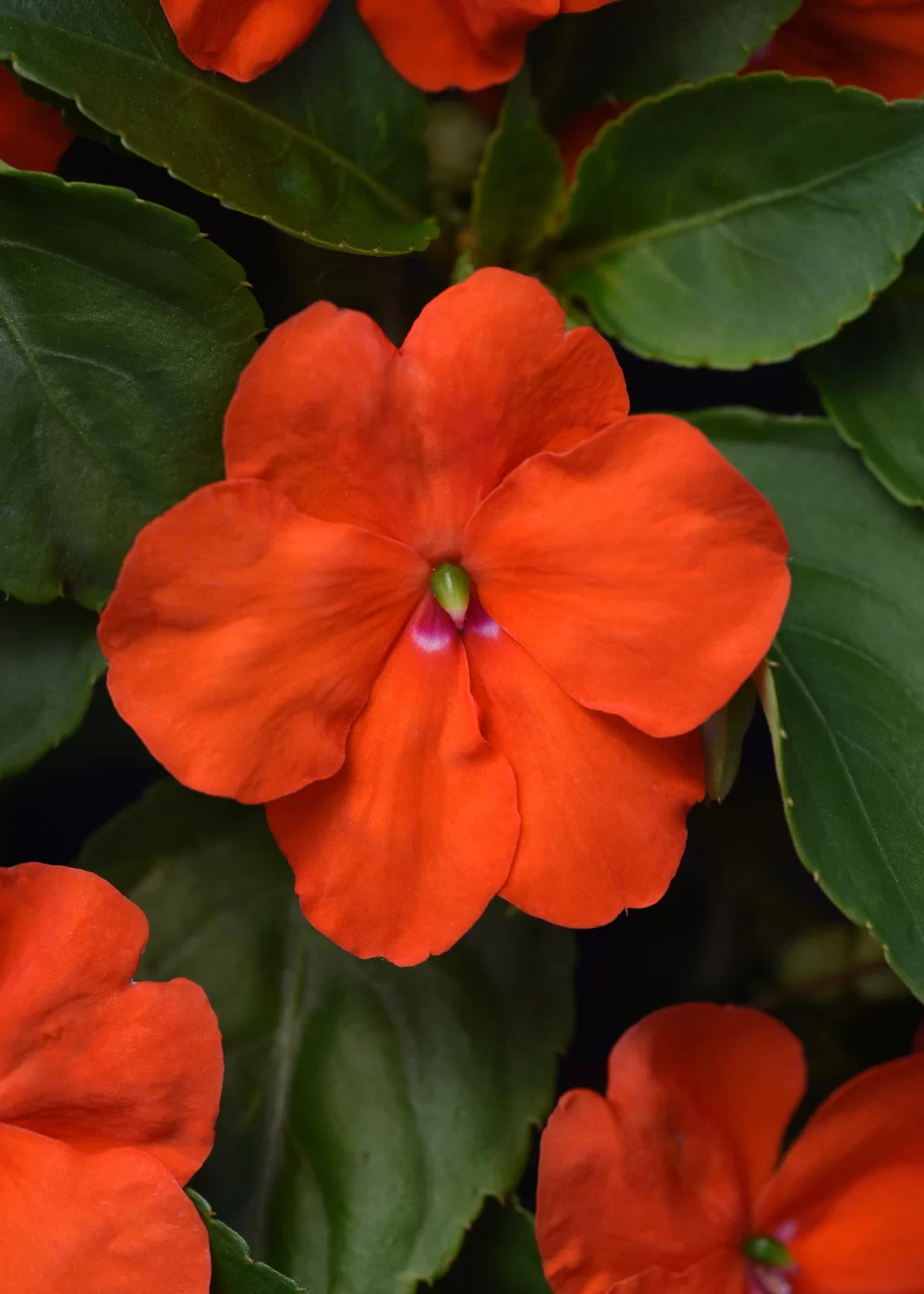 Impatiens walleriana Beacon® Exp. Orange Impr.