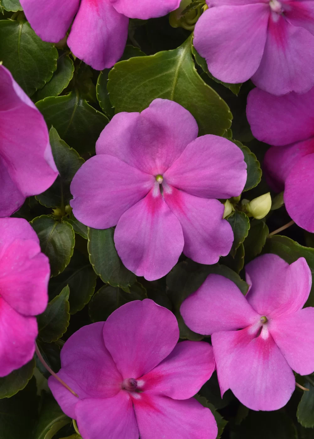 Impatiens walleriana Beacon® Blue Pearl