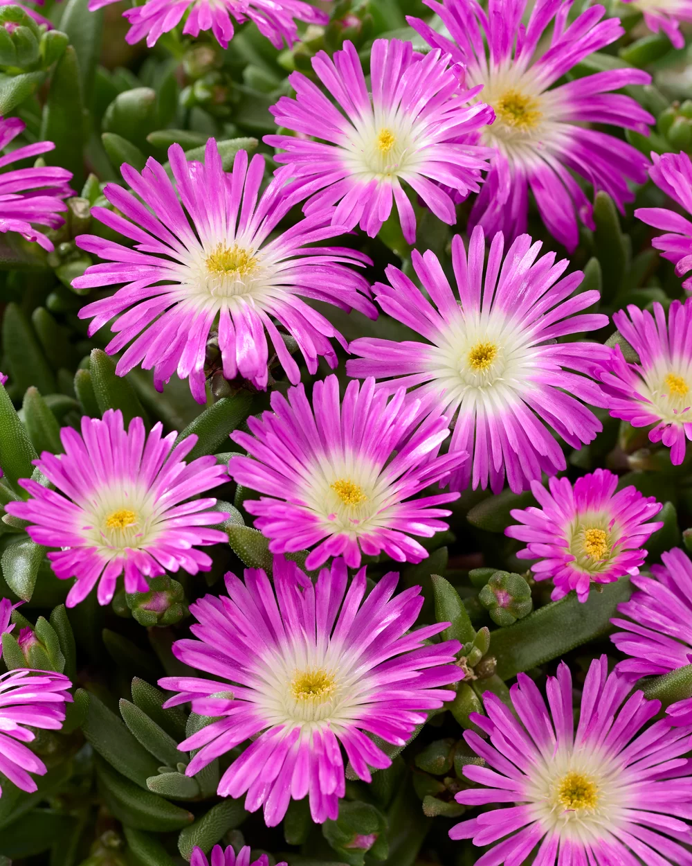 Delosperma cooperi Ocean Sunset™ Violet Flare