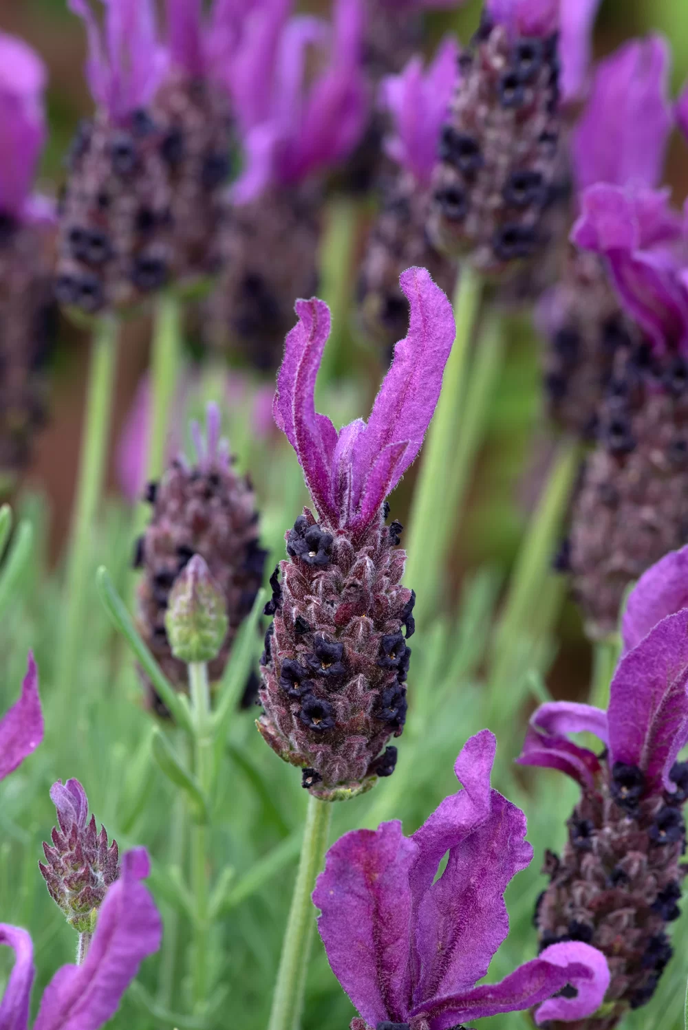 Lavandula stoechas Butterfly Garden® Intense Purple