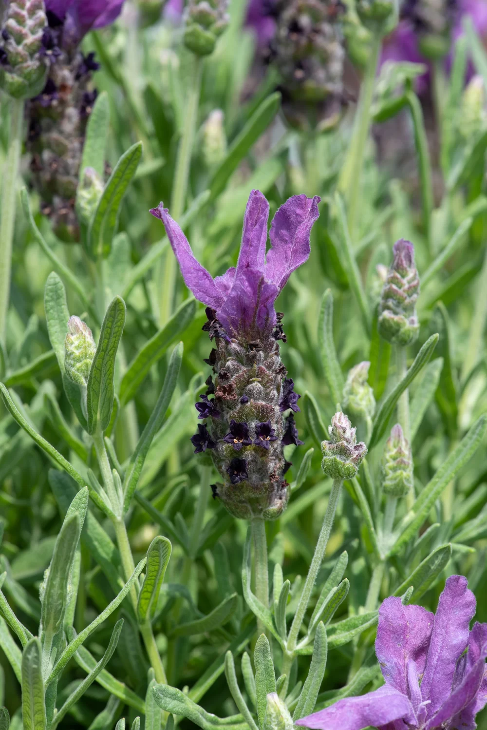Lavandula stoechas Butterfly Garden® Early Summer