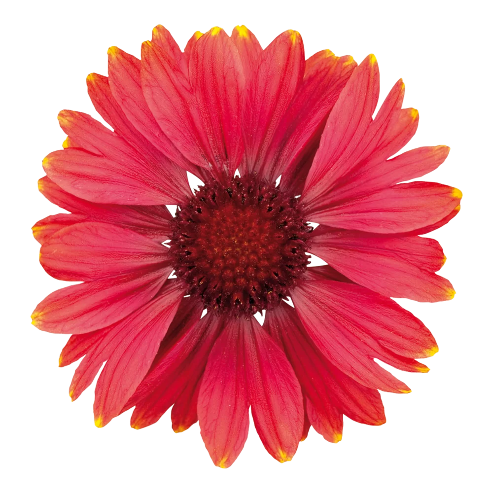 Gaillardia aristata Arizona Red Shades