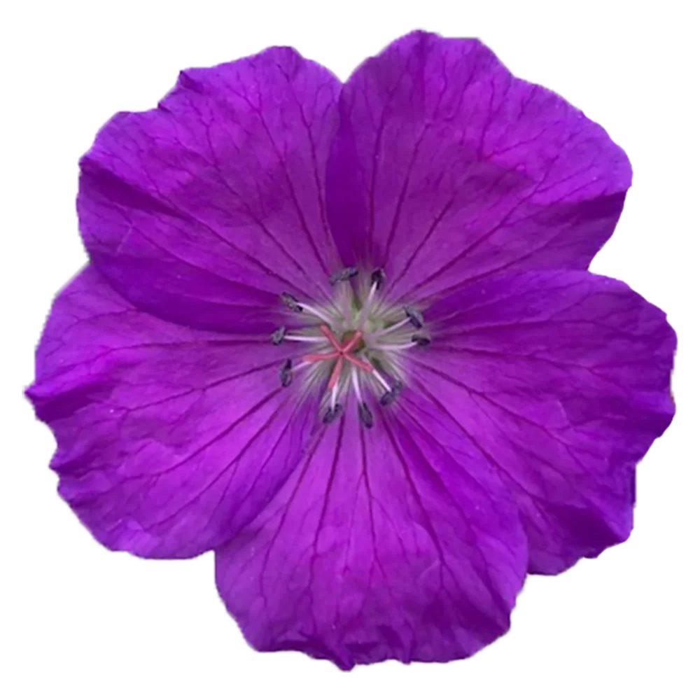 Geranium sanguineum Purple Glow  