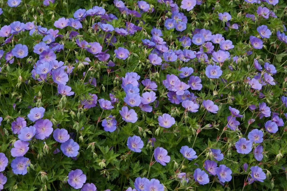 Geranium wallichianum Rozanne®