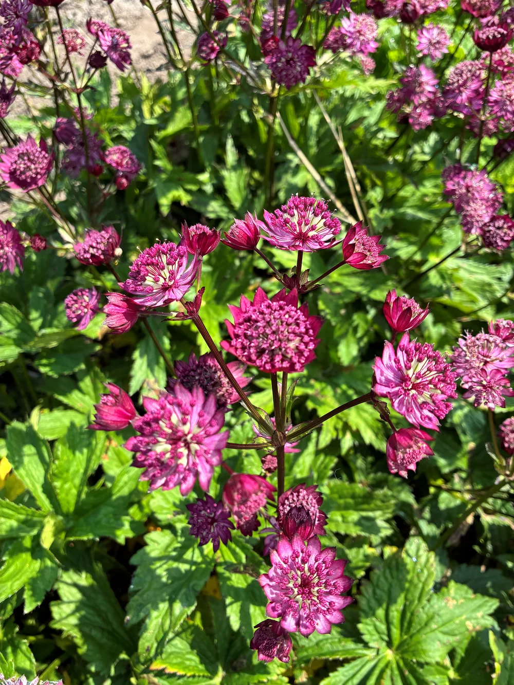 Astrantia major Artista Red