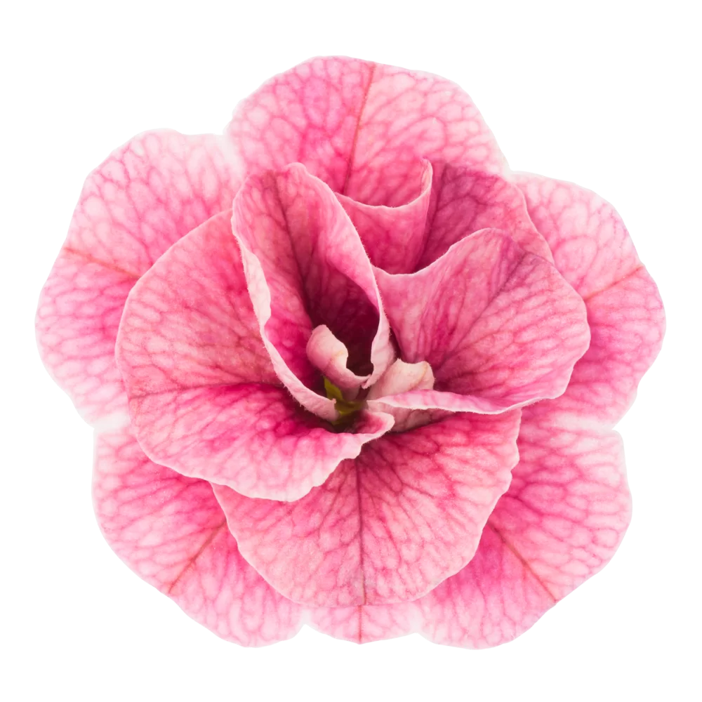 Calibrachoa parviflora Cabaret® Double Pink Vein