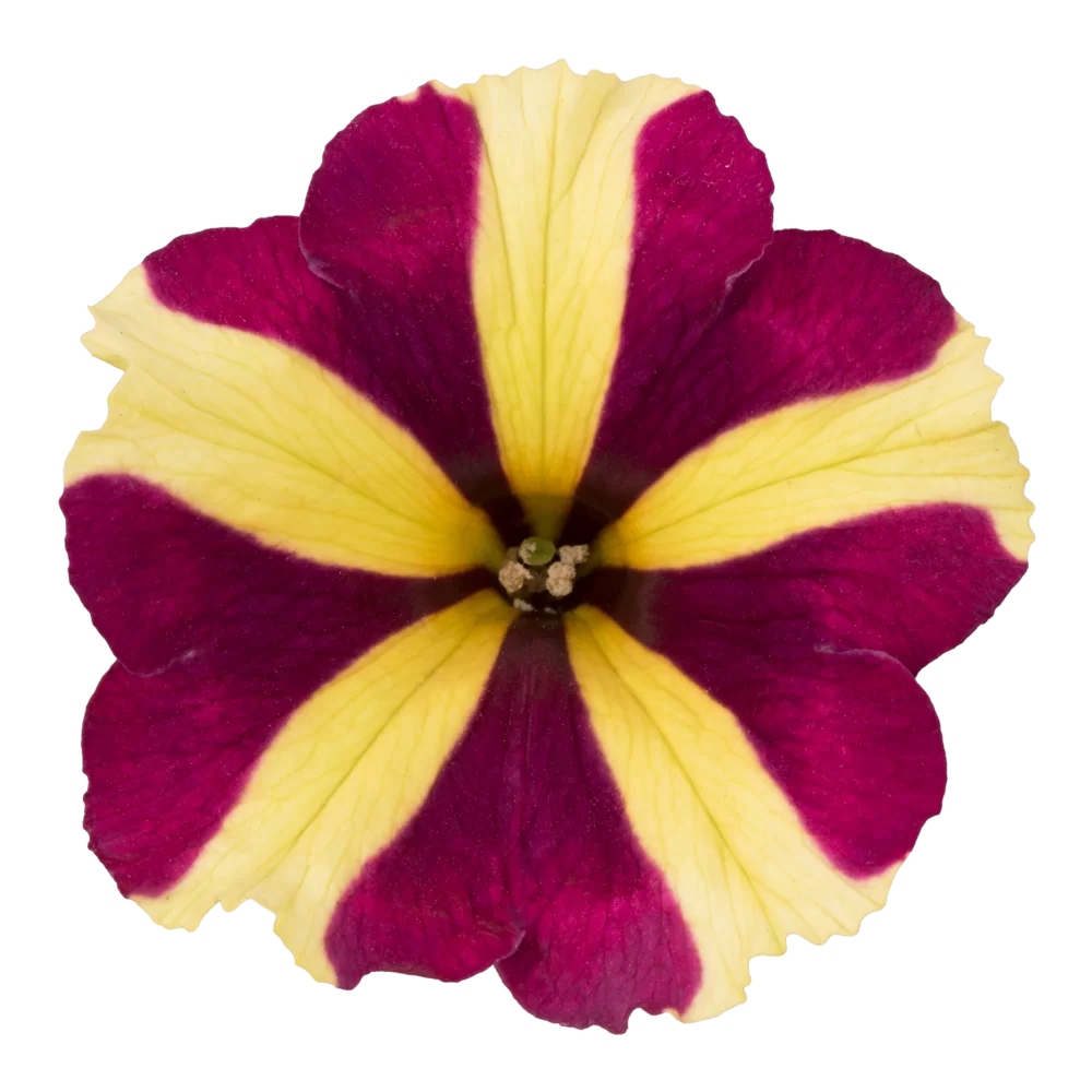Petunia grandiflora Viva® Cherry Star