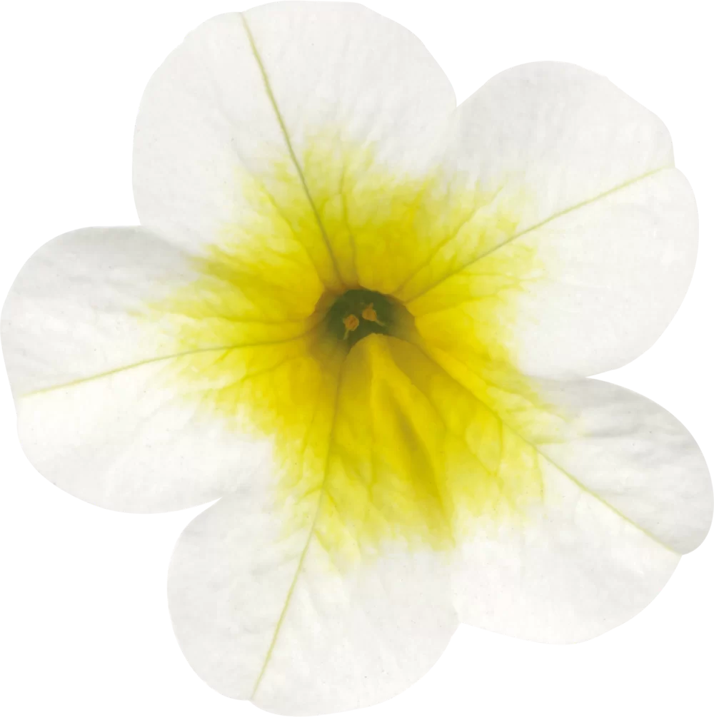 Calibrachoa parviflora Cabaret® Early Lemon Frost