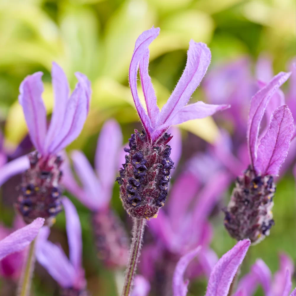 Lavandula stoechas Bella Toscane 
