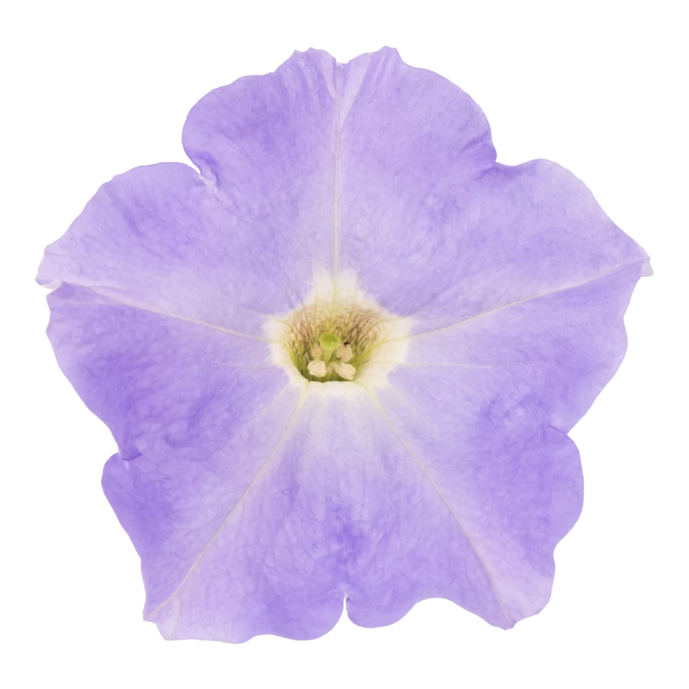 Petunia grandiflora Viva® Light Blue