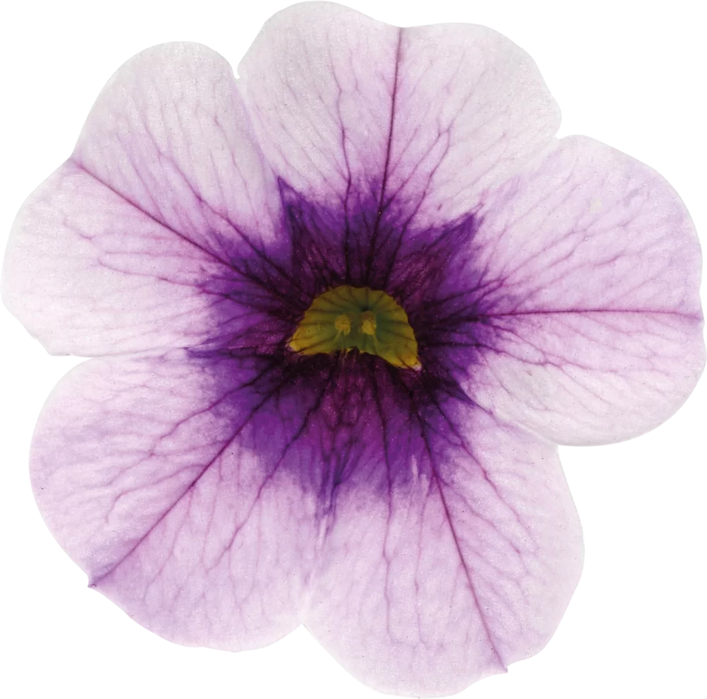 Calibrachoa parviflora Cabaret® Early Purple Kiss
