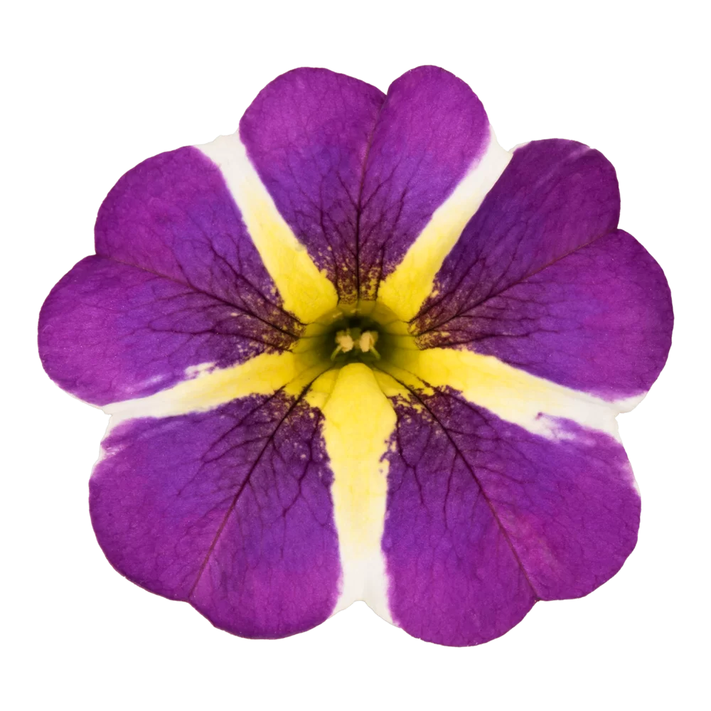 Calibrachoa parviflora Cabaret® Early Purple Star