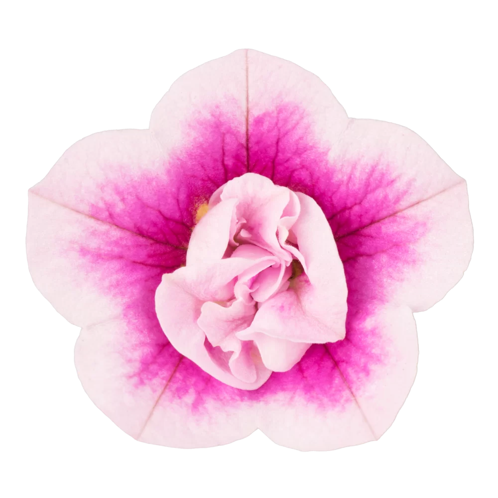 Calibrachoa parviflora Cabaret® Double Pink Eye