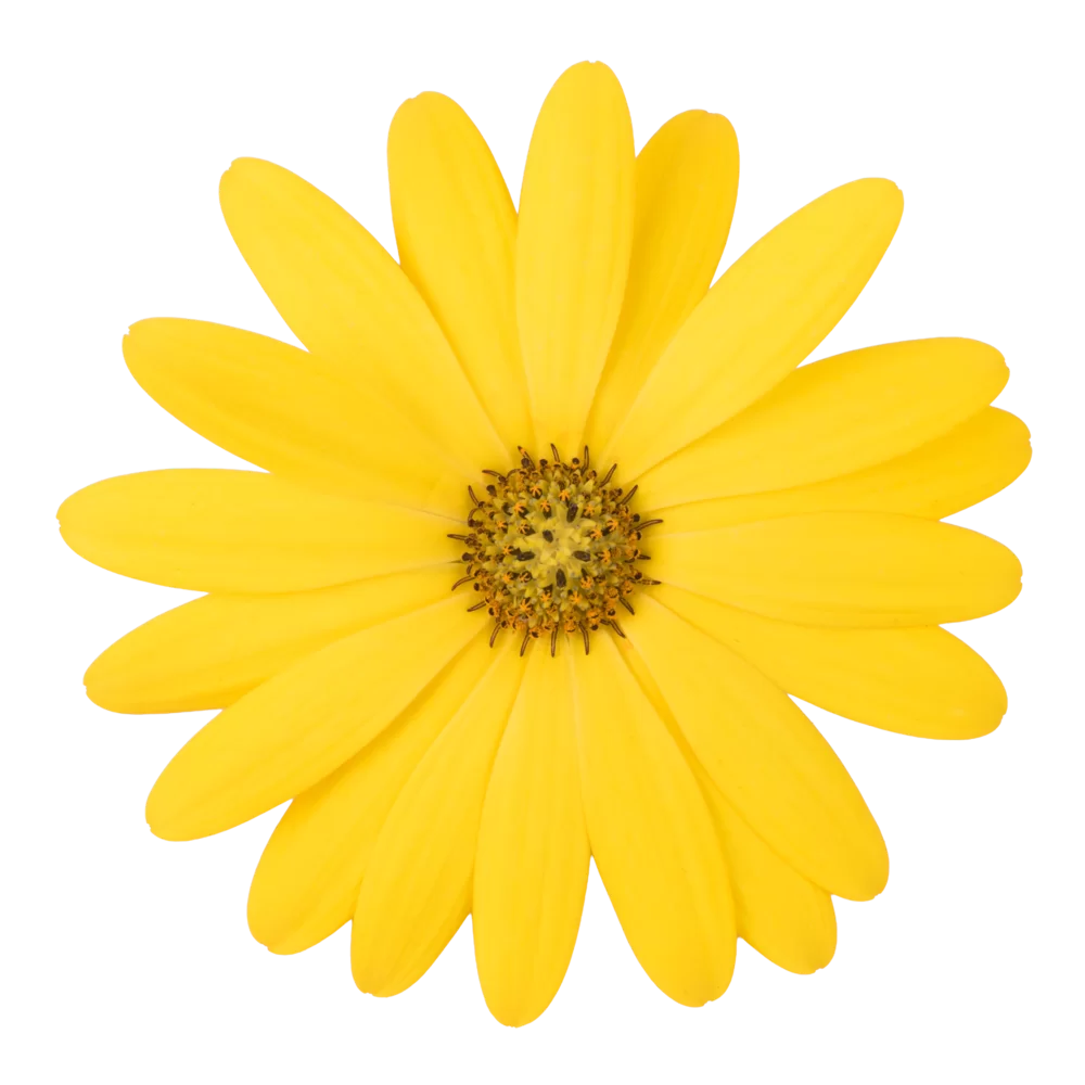 Osteospermum ecklonis Dalina® Early Yellow
