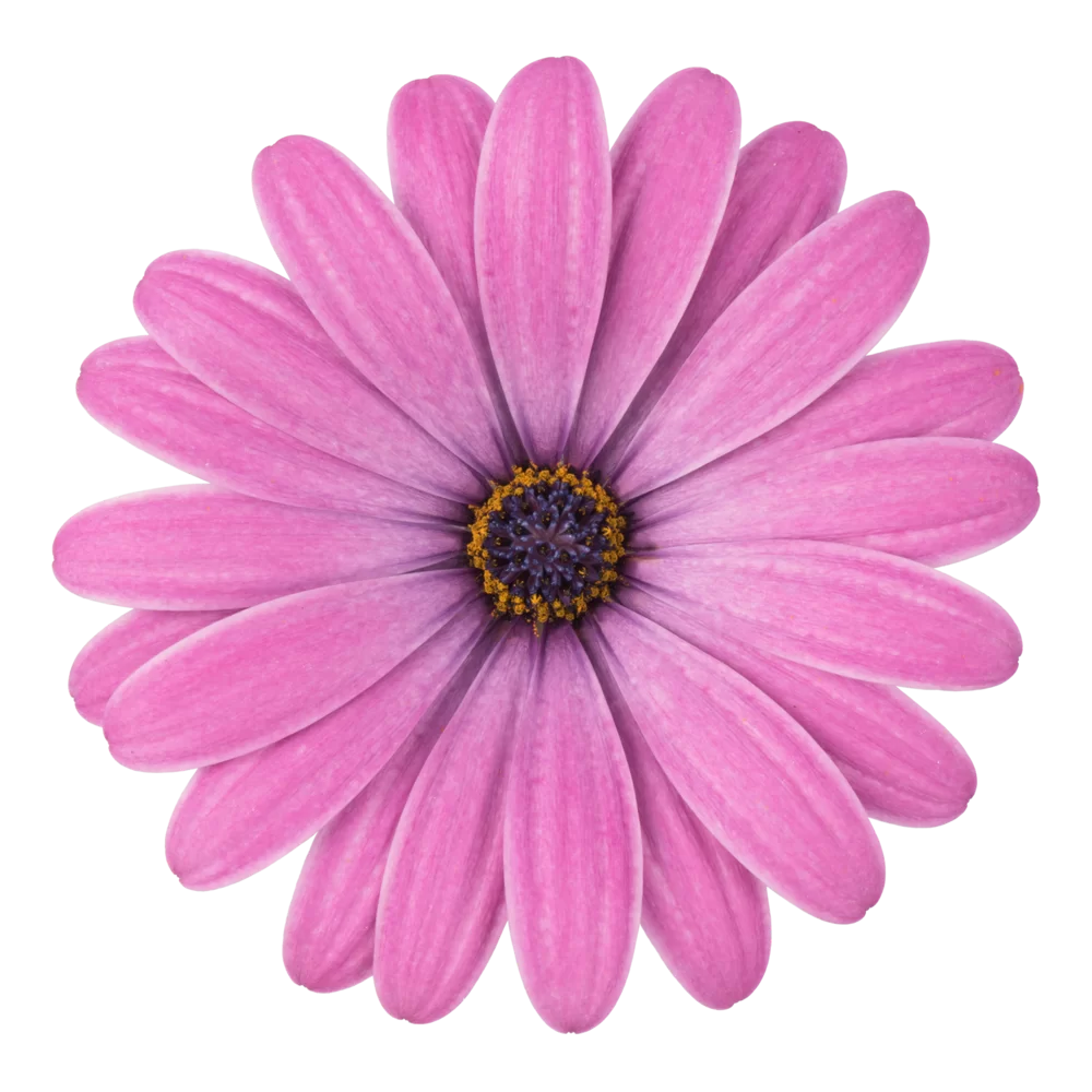Osteospermum ecklonis Dalina® Pink