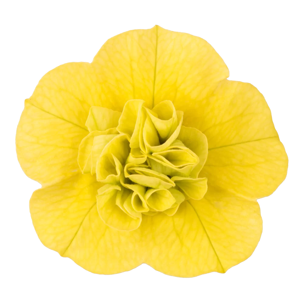 Calibrachoa parviflora Cabaret® Double Yellow Impr.