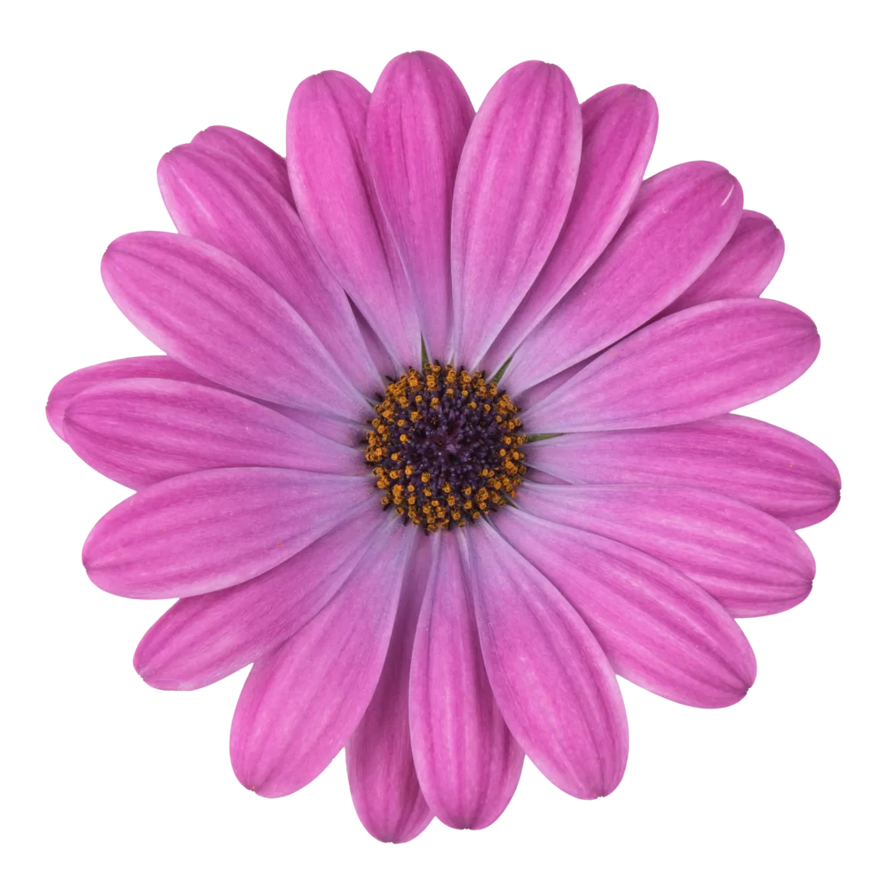 Osteospermum ecklonis Dalina® Lavender Blue