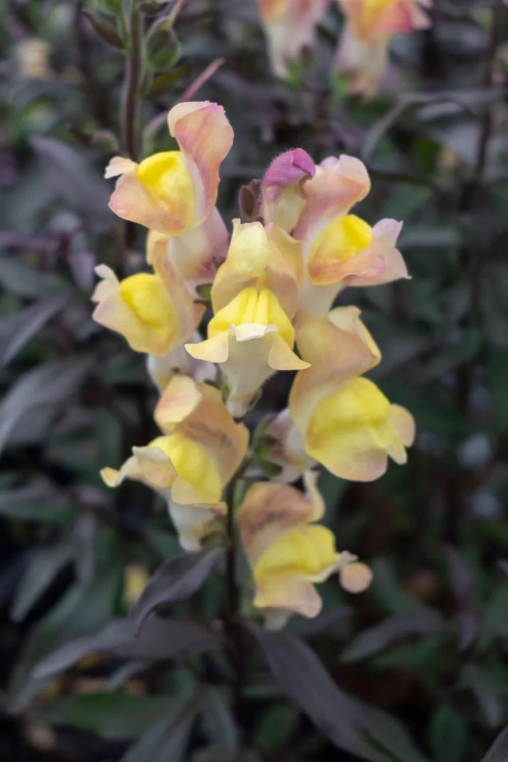 Antirrhinum majus Snap in Black Apricote