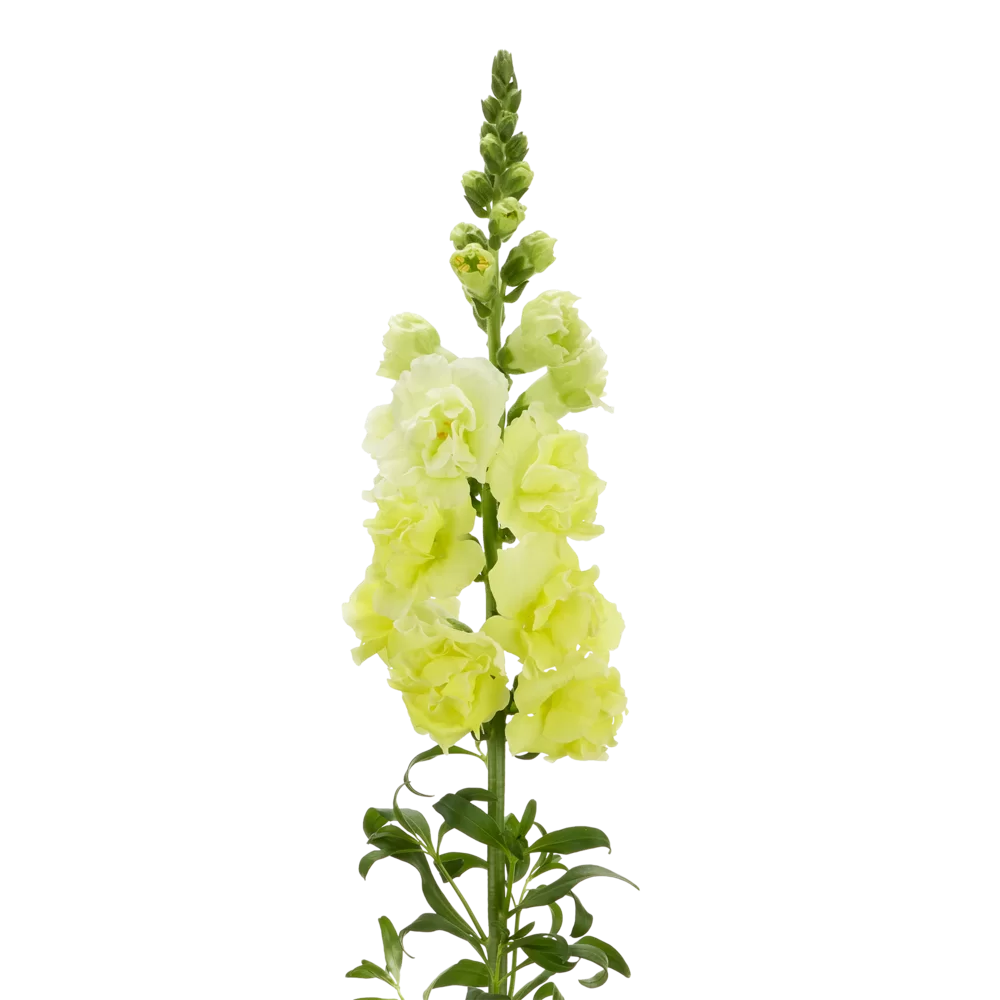 Antirrhinum majus Holly Double 2 Yellow