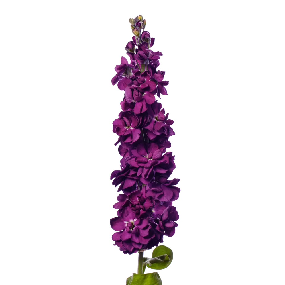 Matthiola incana Anytime Deep Purple