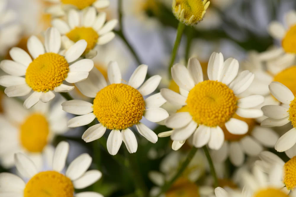 Tanacetum parthenium Camilla