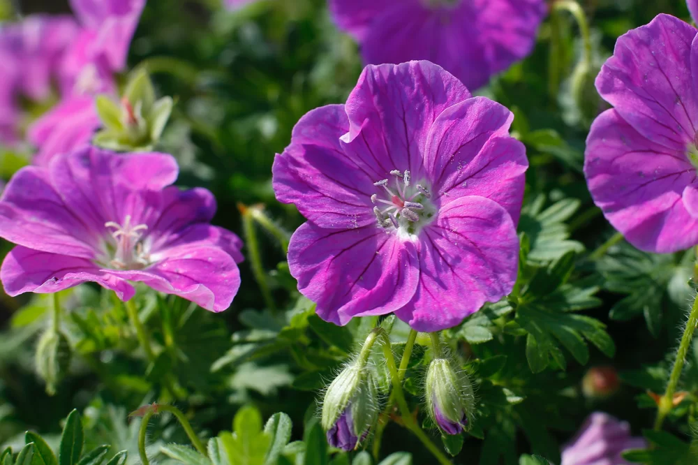 Geranium sanguineum Frivolius Rose