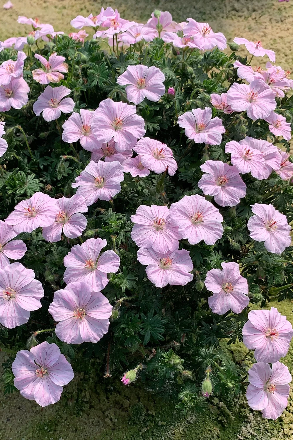 Geranium sanguineum Frivolius Pink