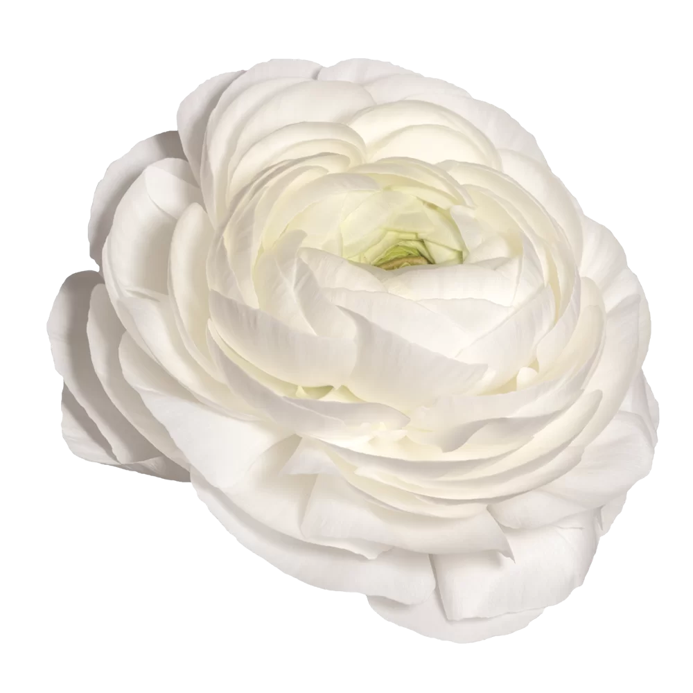 Ranunculus asiaticus Elegance White/Bianco 200B