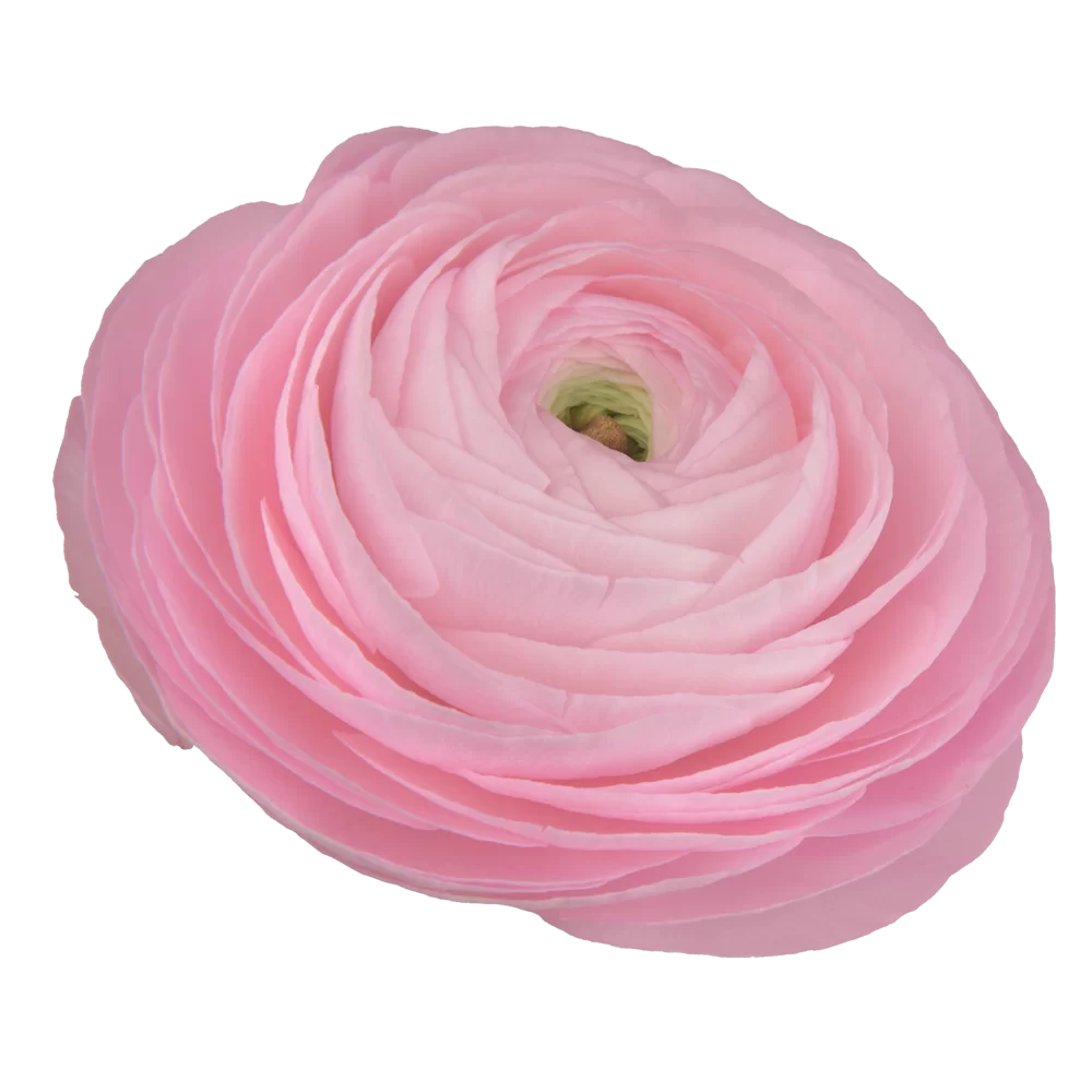 Ranunculus asiaticus Elegance Light Pink/Rosa Chiaro 2P10