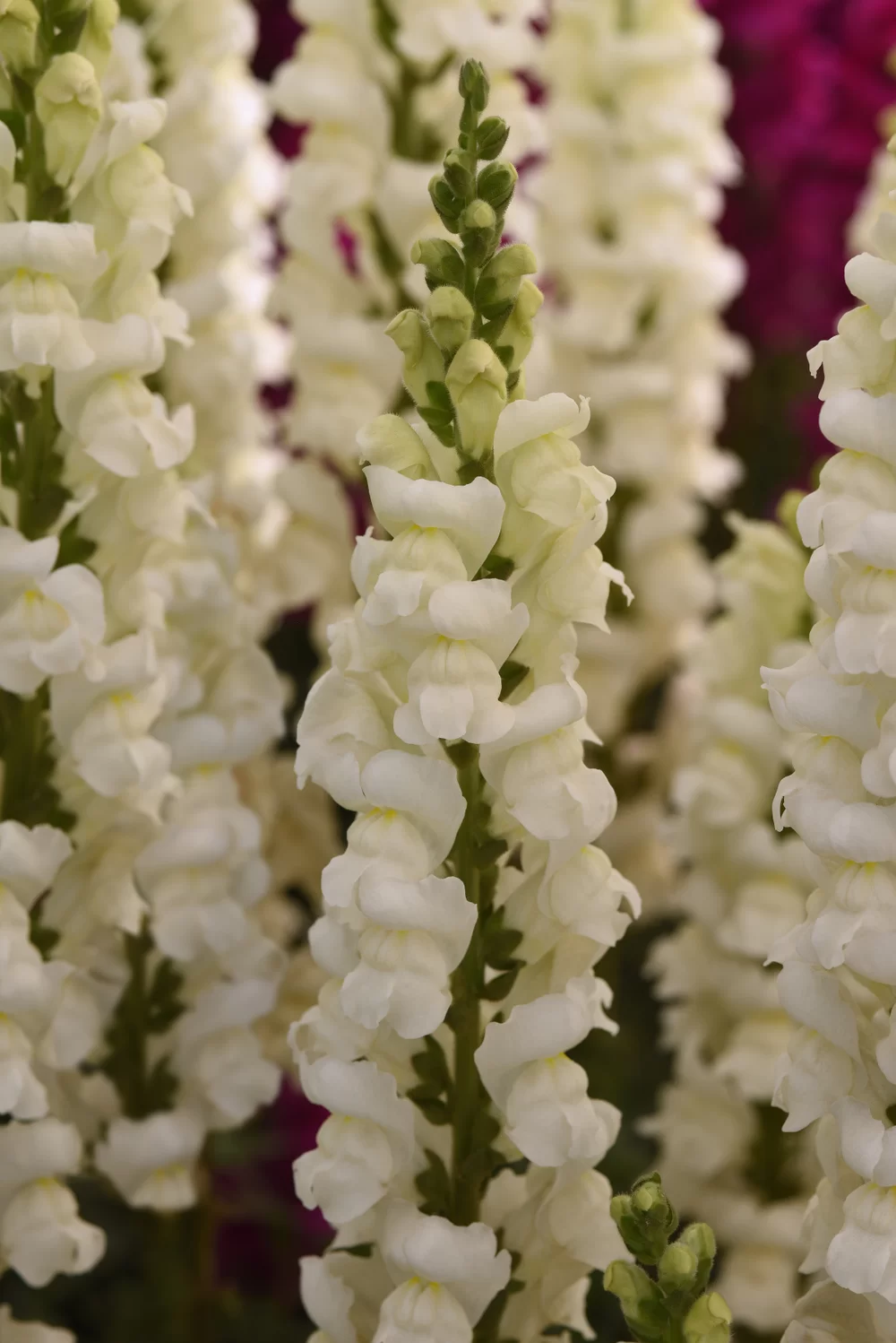 Antirrhinum majus Monaco 3 White Impr.
