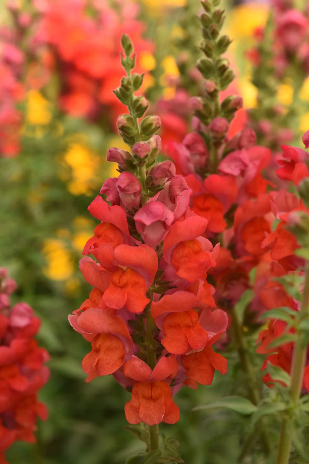 Antirrhinum majus - Potomac - 4 Bright Orange