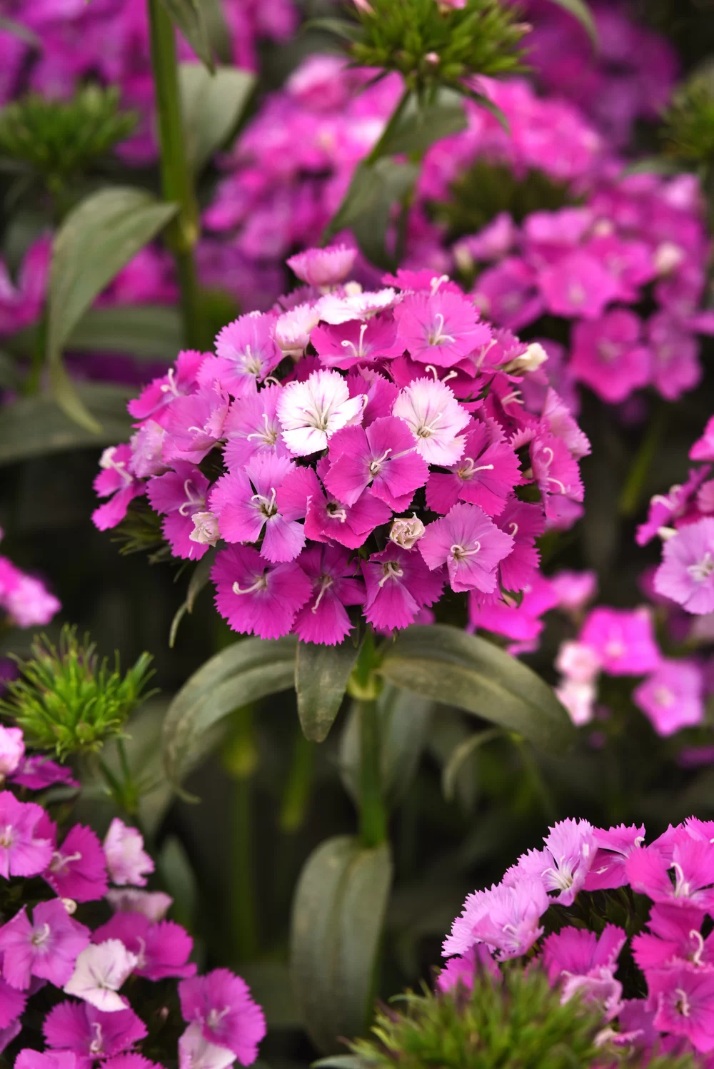 Dianthus barbatus Amazon Purple Magic