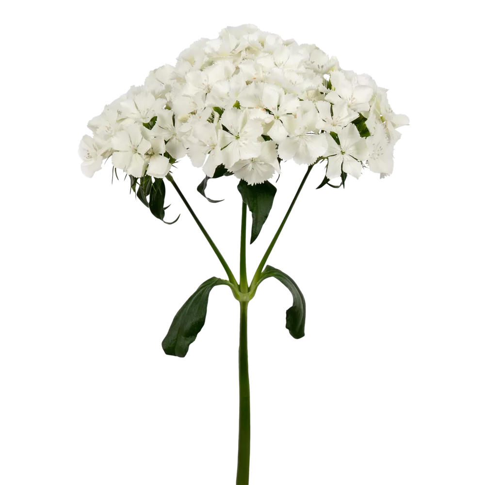 Dianthus barbatus Barbienne White