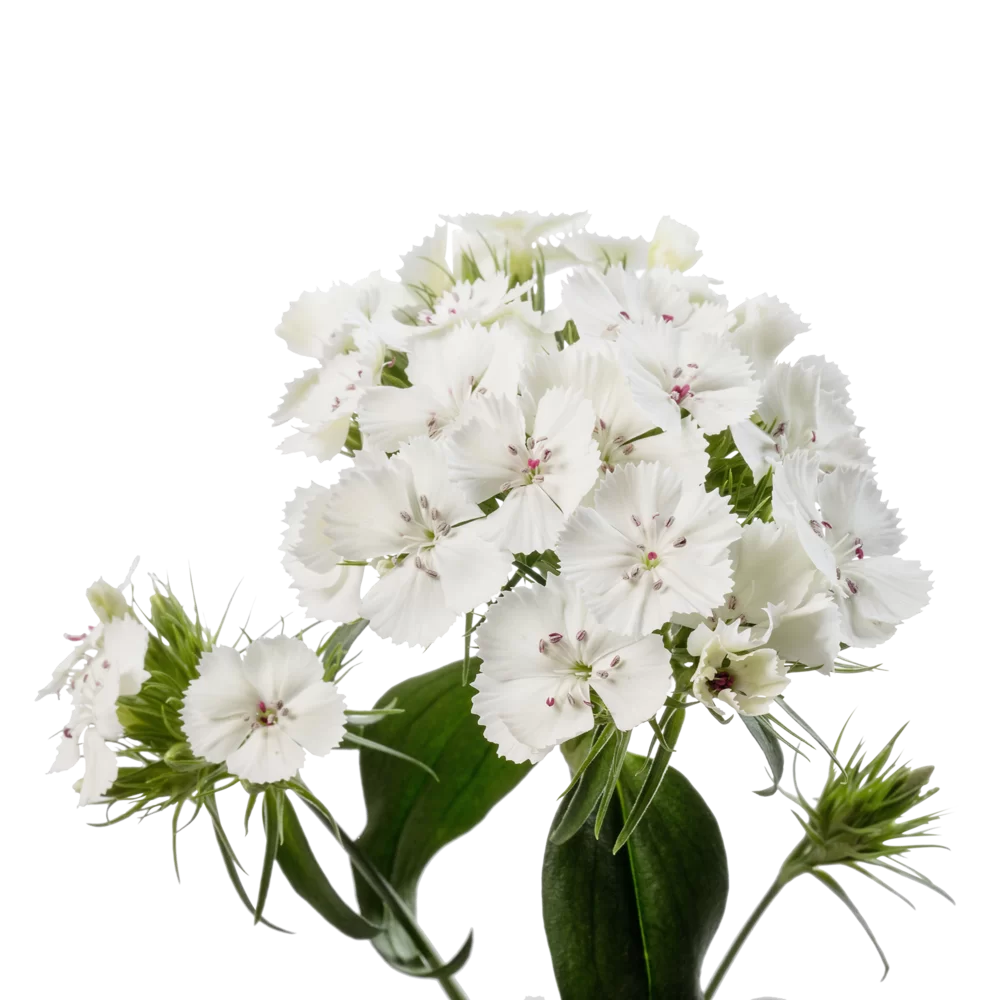 Dianthus barbatus Barbienne White Improved