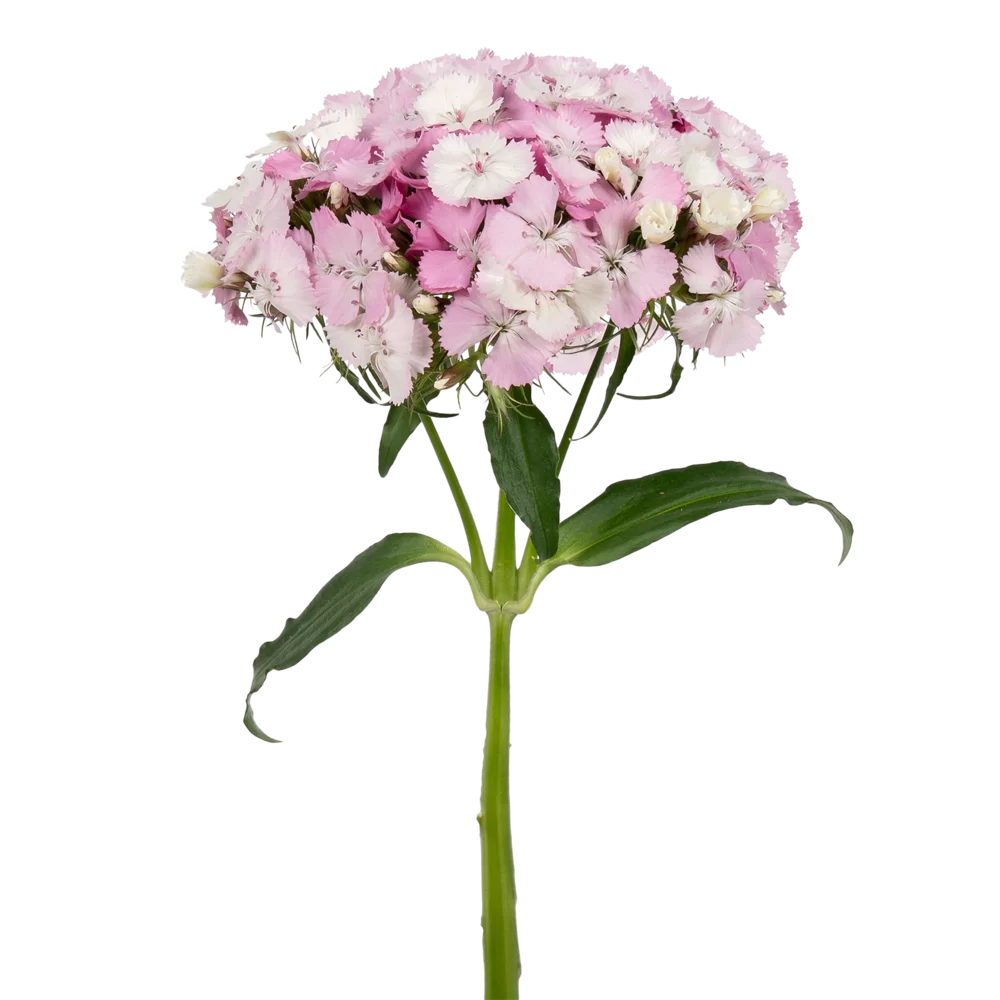 Dianthus barbatus Barbienne Appleblossom