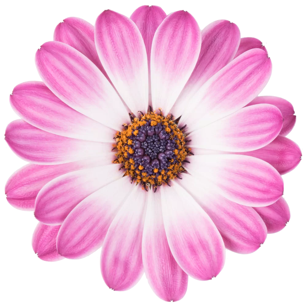 Osteospermum ecklonis Dalina® Rose Bicolour