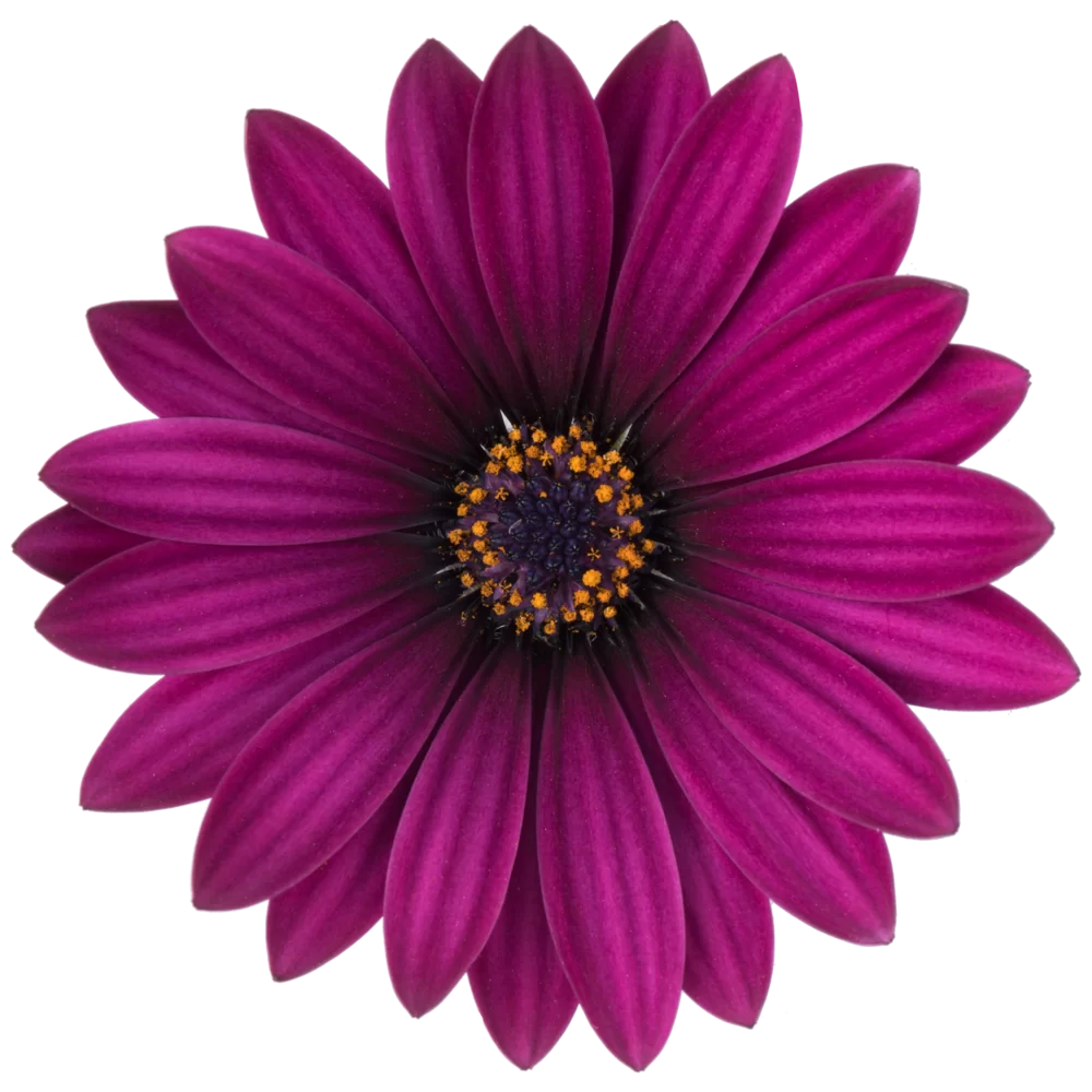 Osteospermum ecklonis Dalina® Bright Purple