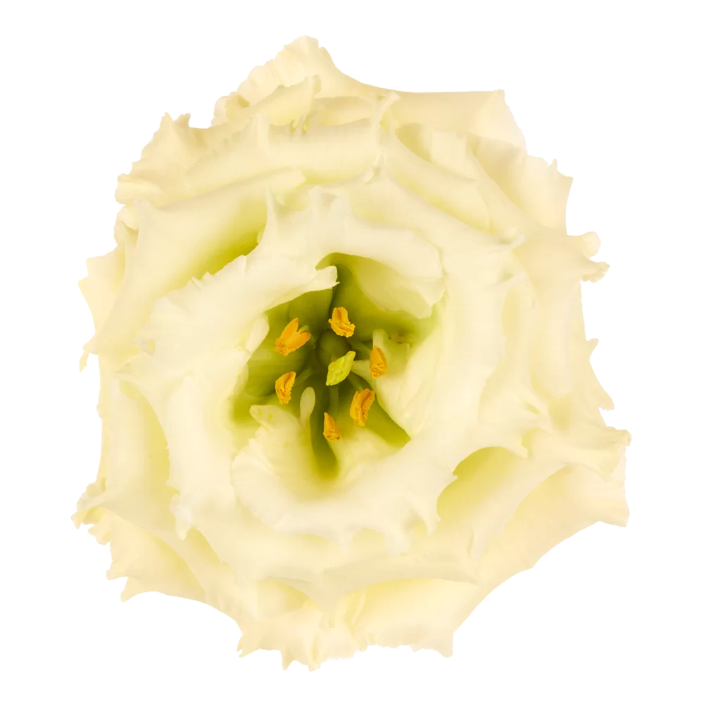 Lisianthus grandiflorum Alissa 2 Yellow Ver. 3