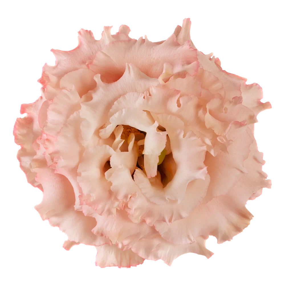 Lisianthus grandiflorum Alissa 2 Apricot