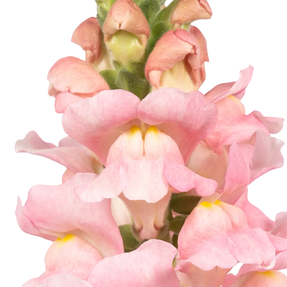 Antirrhinum majus Toulon 4 Pink