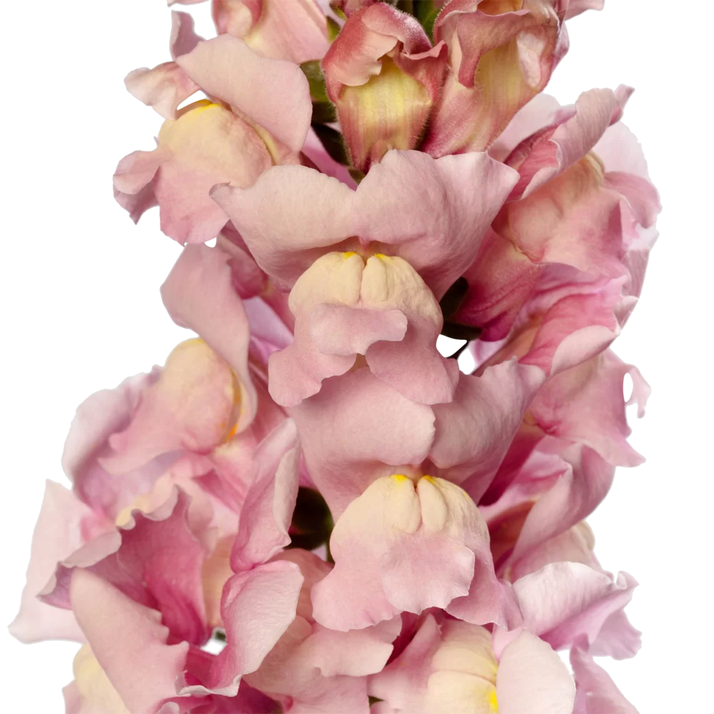 Antirrhinum majus Toulon 4 Lavender