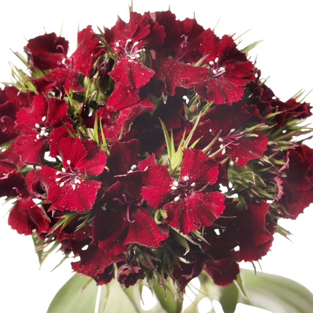 Dianthus barbatus Barbienne Burgundy
