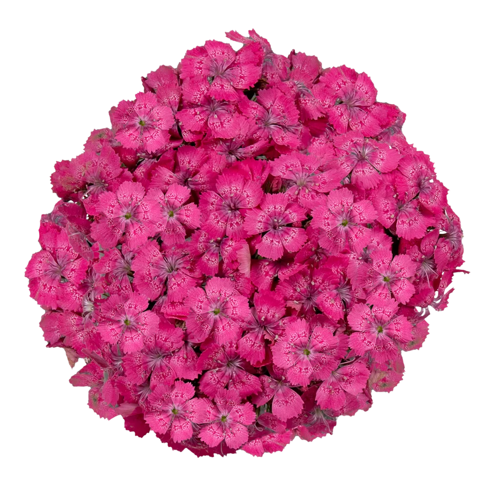 Dianthus barbatus Barbienne Rose