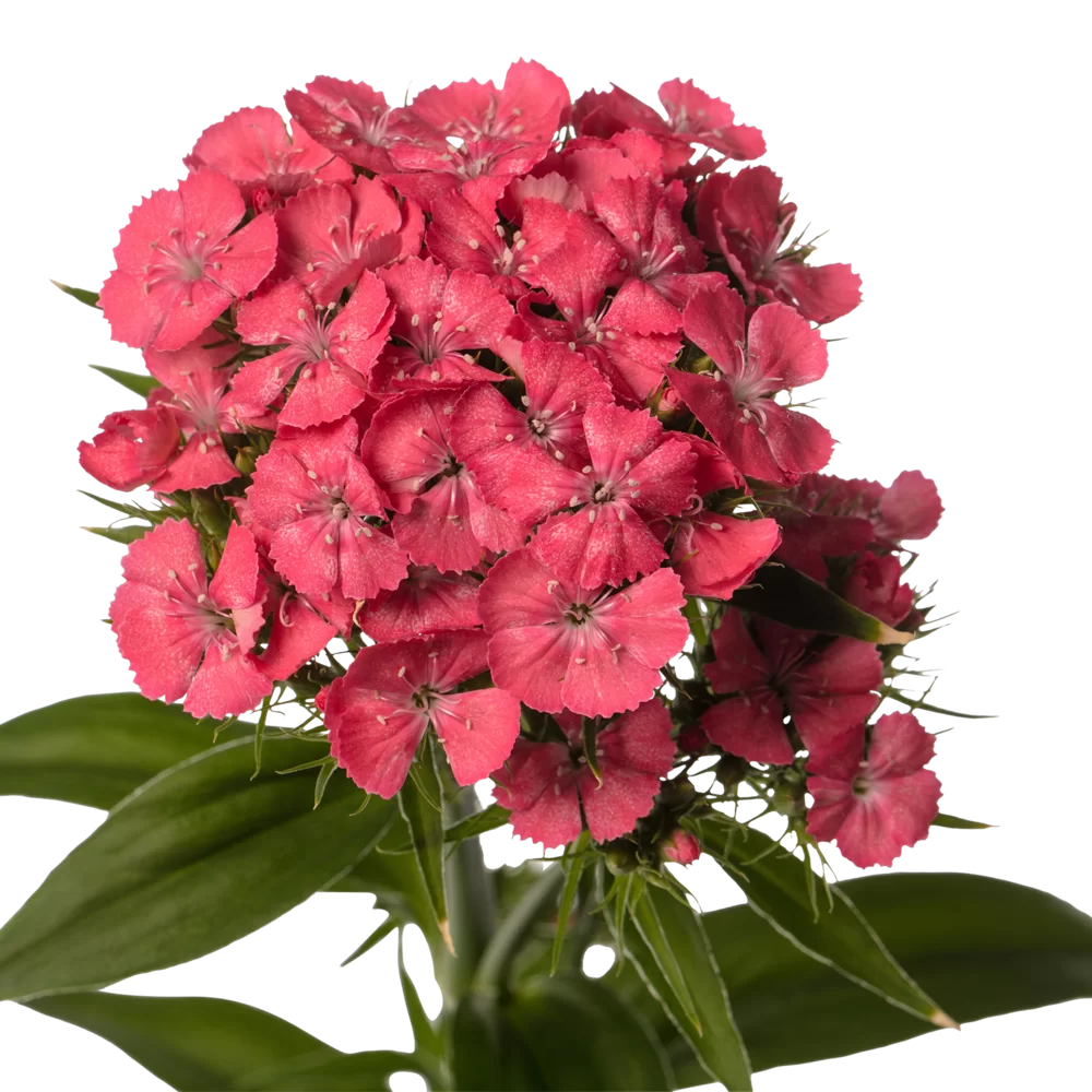 Dianthus barbatus Barbienne Salmon