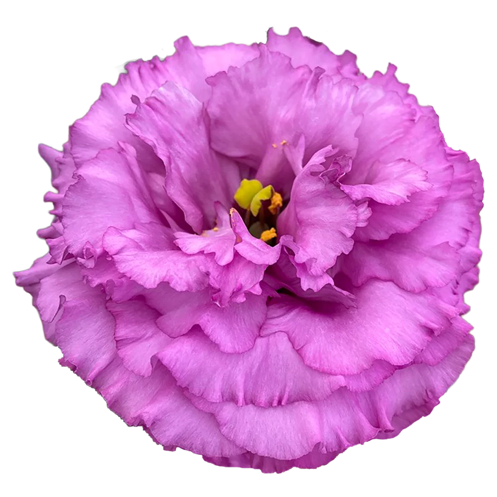 Lisianthus sp. - Corelli - 1 Raspberry