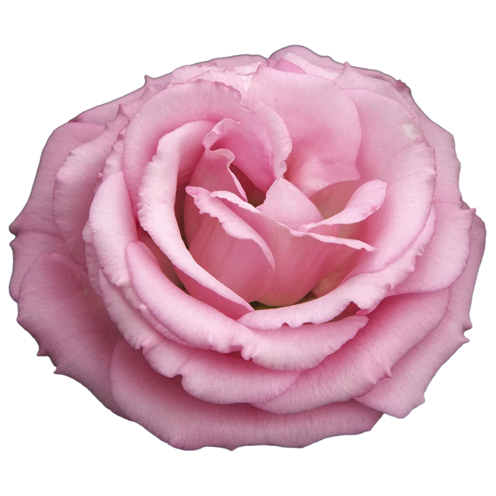 Lisianthus grandiflorum Croma 3 Light Pink